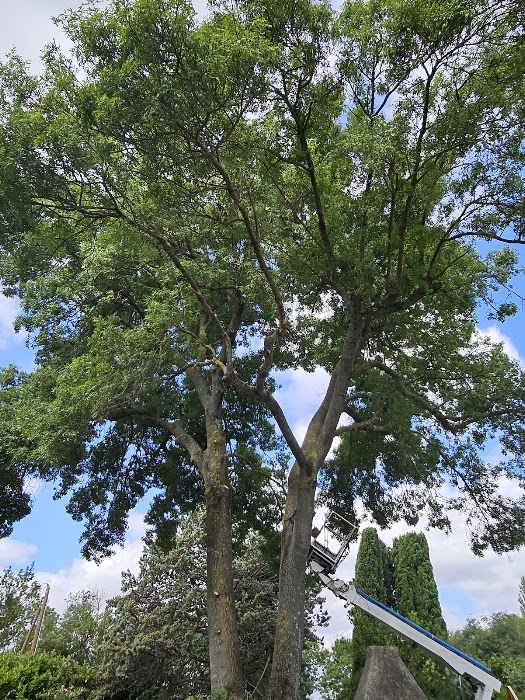 Entretien de jardins
