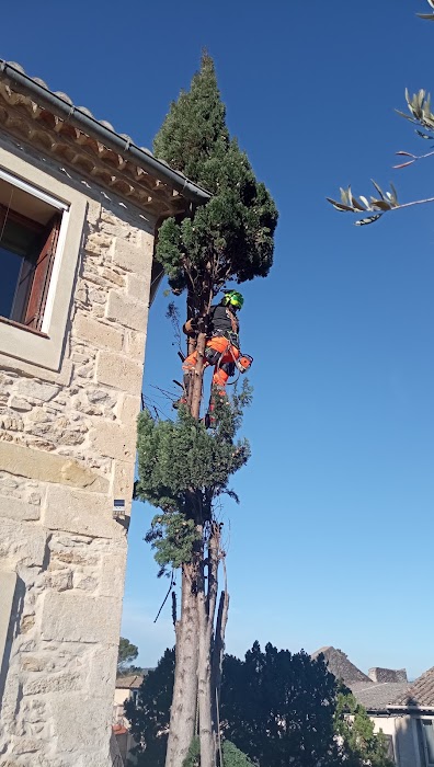 Élagage minutieux d'un cyprès - Photo 3