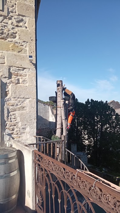 Élagage de cyprès - Photo 4