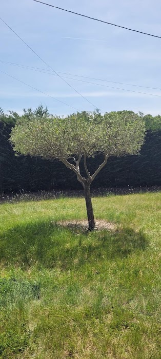 Élagage de vieux arbres