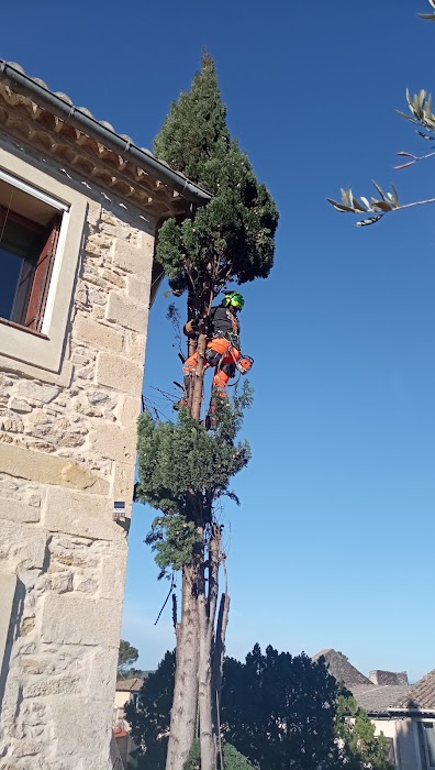 Élagage minutieux d'un cyprès - Photo 3