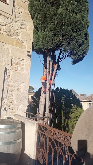 Élagage de cyprès