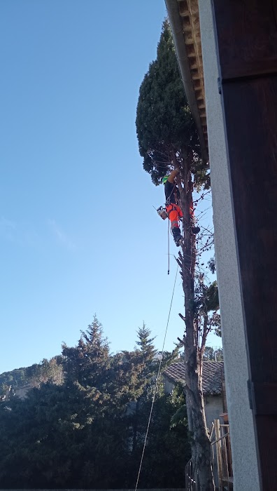 Élagage de cyprès - Photo 2