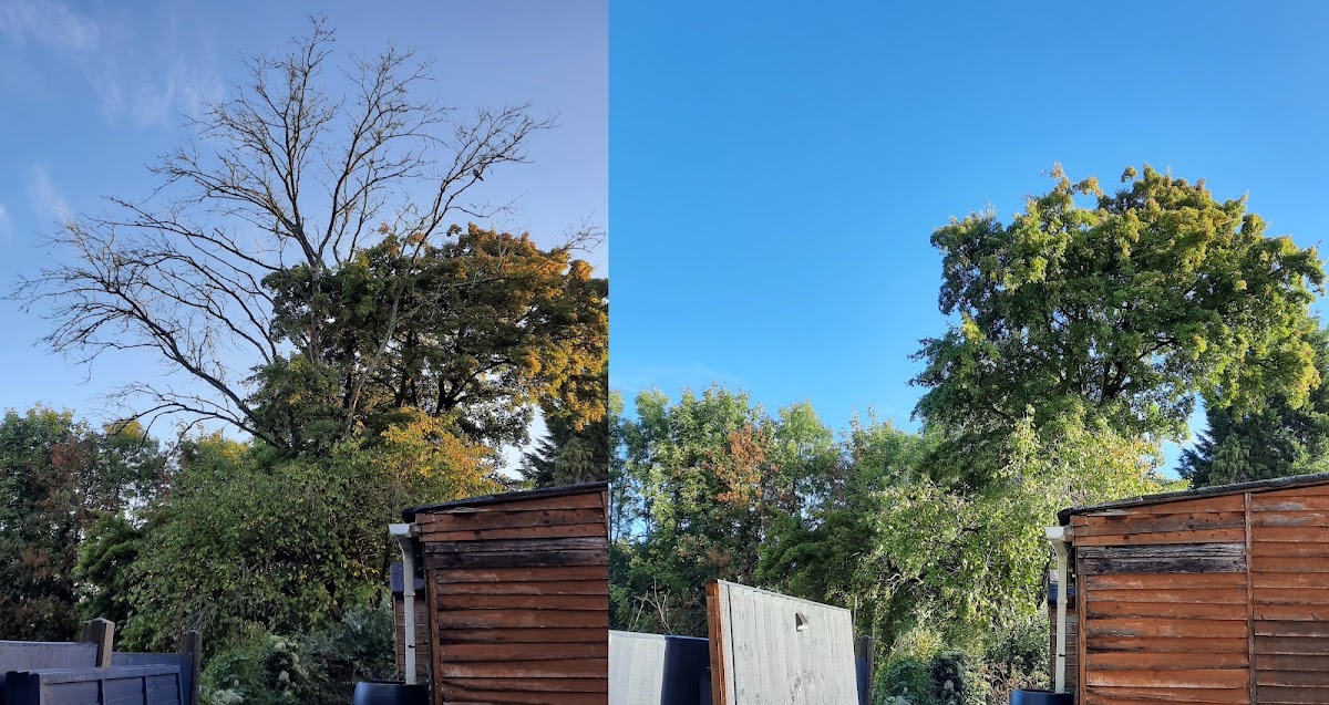 Expert Tree Felling and Cleanup