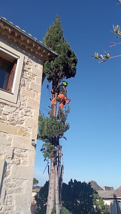 Élagage de cyprès - Photo 3