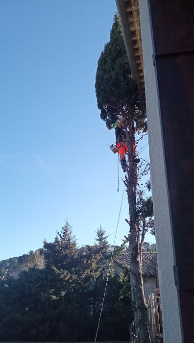 Élagage minutieux d'un cyprès - Photo 2