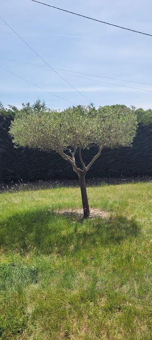Sublimation d'oliviers